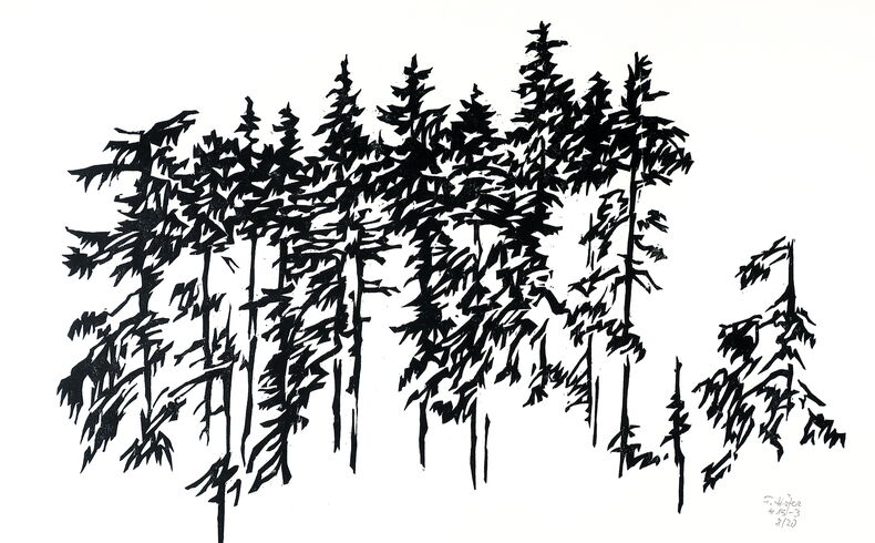 Friedrich Höfer, H 13 – 3 (Fichten), 2003. Holzschnitt in Schwarzweiß, konzentrierte, scherenschnittartig Darstellung einer Gruppe von Fichten, ohne weitere Hintergrundgestaltung
